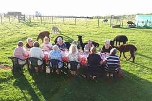 Family Cream Tea with Alpacas