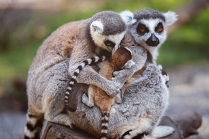 A Choice of One Hour Animal Experience for a Family at Hoo Farm Animal Kingdom