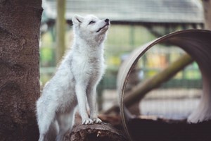 A Choice of One Hour Animal Experience for Two at Hoo Farm Animal Kingdom