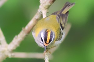 A Wildlife Walk with The Bird Whisperer for One