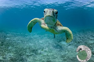 Virtual Exploration of the Marine Worlds for One