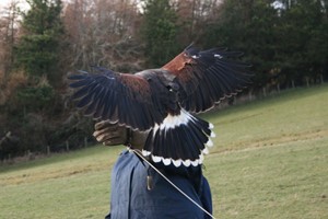 Three Hour Birds of Prey Experience for Two at Rhuallan Raptors