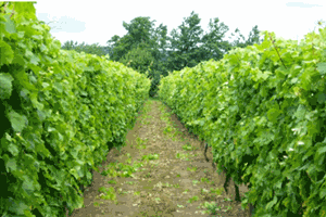Wine Tasting Evening for Two in Shropshire