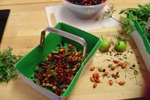 Foraging Course for One in Derbyshire