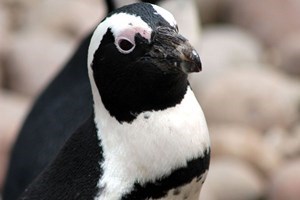 Meet the Penguins Experience at Bristol Zoo Gardens