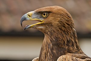Full Day Falconry Experience for Two