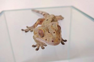 Meet the Animals for Two at Snakes Alive Ltd