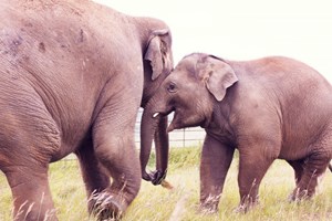 Entry to ZSL Whipsnade Zoo for One Adult and One Child