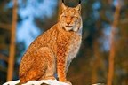 Four Night Lynx and Wolf Tracking Adventure in Romania