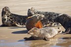 Seal Watching and Wind Farm RIB Experience