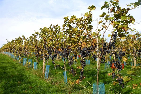 Sedlescombe Organic Deluxe Vineyard Tour and Tasting for Two in East Sussex