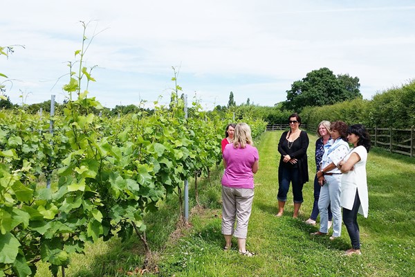 Vineyard Tour and Wine Tasting for Two at Hanwell Wine Estate
