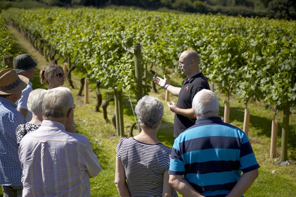 Chapel down wine clearance tasting