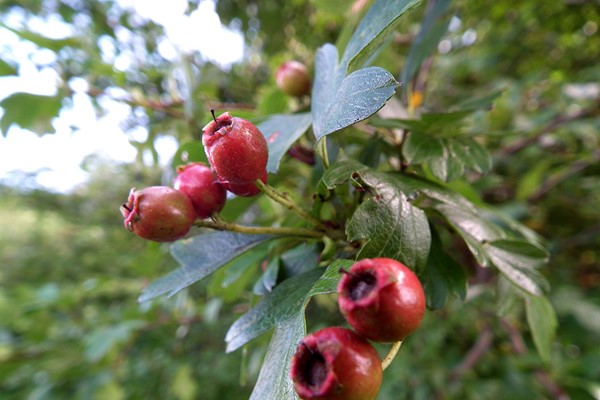 Foraging Walk for One 