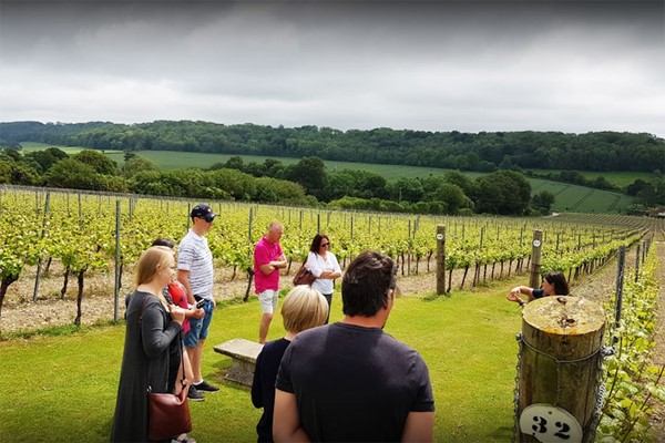 Vineyard Tour and Tasting for Two at Hambledon Vineyard