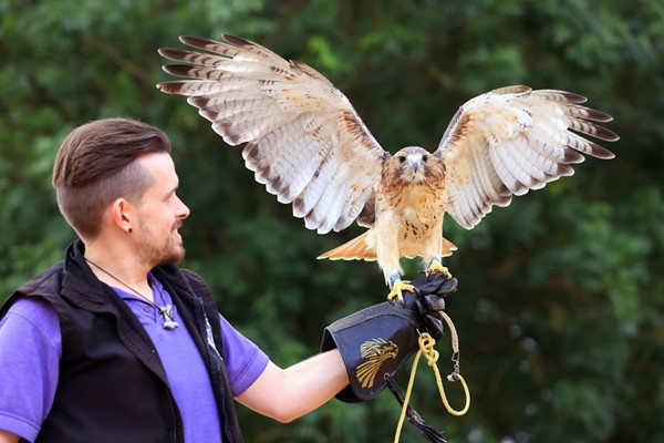 One-Hour Birds of Prey Flying Display for Two at Hobbledown Heath Hounslow