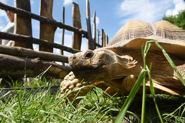 The Giant Tortoise Experience for Two at Hobbledown Epsom