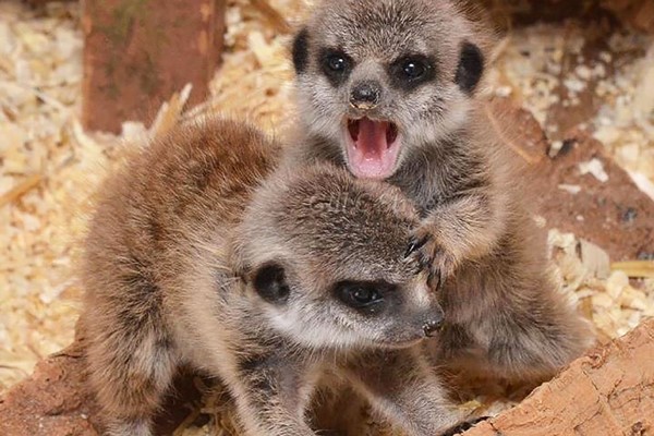 Meerkat Experience for Two Adults and Two Children at The Animal Experience