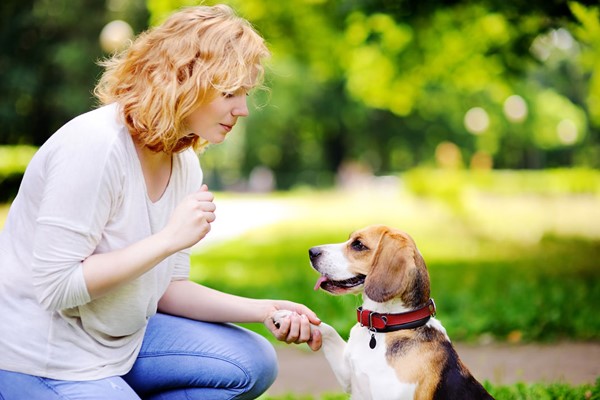 Online Pet Sitting and Dog Walking Diploma Course for One 