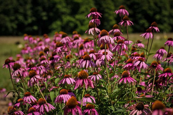 Online Professional Planting Design Course in a Virtual Classroom