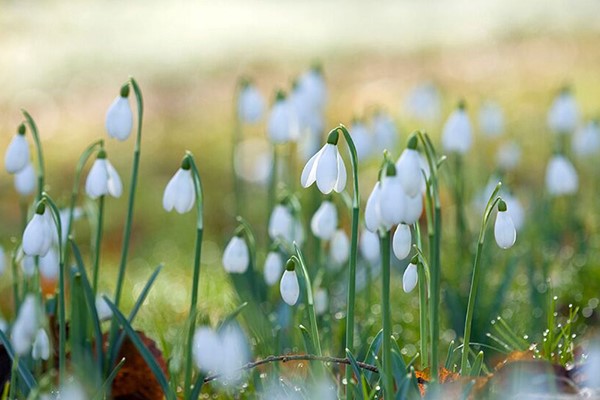 Online Flower and Plant Photography Course in a Virtual Classroom for One