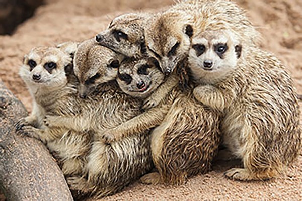 Meeting the Meerkats for Two, Oxfordshire from Buyagift