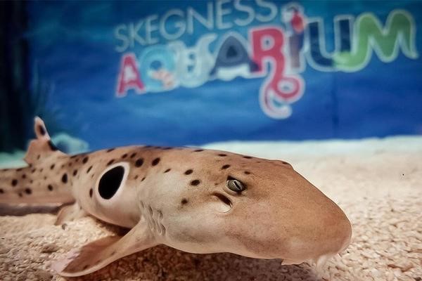 Child's Snorkelling with Baby Sharks and Entry at Skegness Aquarium