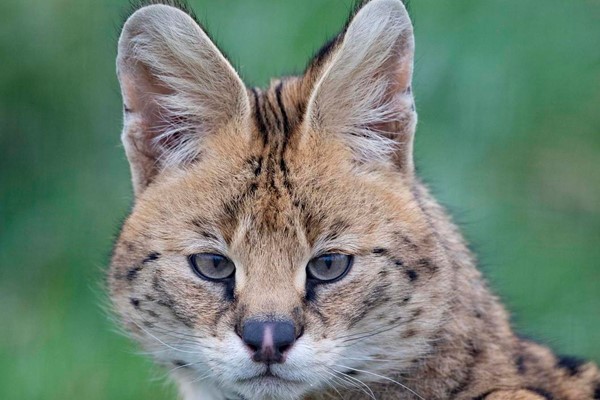 Wildcat Experience for Two at Ark Wildlife Park
