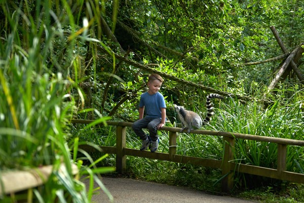 Digital Animal Adoption with Entry to Howletts Wild Animal Park for Two Adults picture