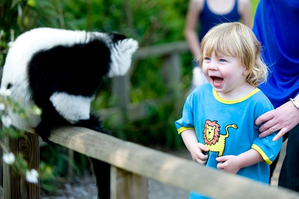 Digital Animal Adoption with Entry to Howletts Wild Animal Park for a Family of Four picture