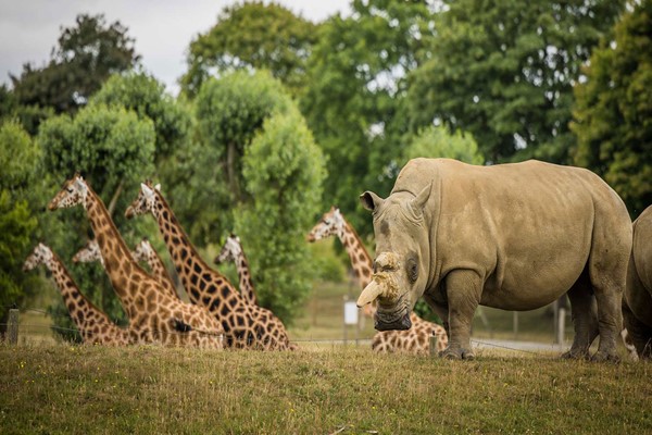 One Hour Rhino and Giraffe Up Close Encounter for Two with Admission to Woburn Safari Park