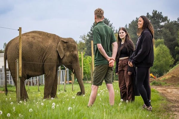One Hour Mini Elephant Encounter for One with Admission to Woburn Safari Park