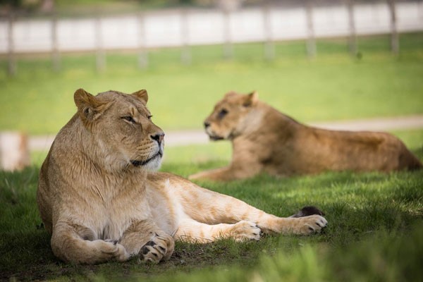 Meet and Feed the Big Cats for Up to Four at Woburn Safari Park picture
