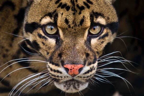 Ranger for a Day at The Big Cat Sanctuary – Weekends