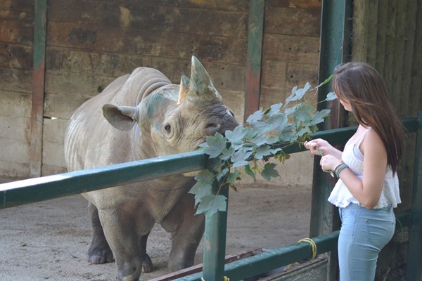 Junior Keeper for the Day Port Lympne Reserve for One Adult and One Child picture