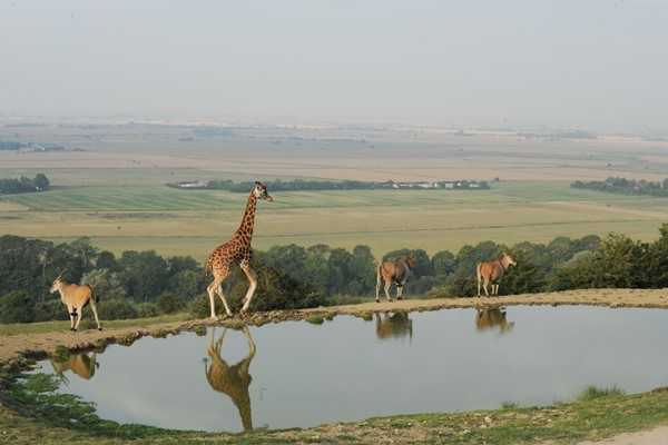 Giraffe Lodge Stay for Two with Dinner, Breakfast and Safari at Port Lympne Hotel and Reserve picture
