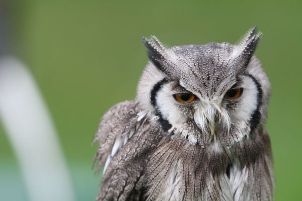 Birds of Prey Experience in the West Midlands