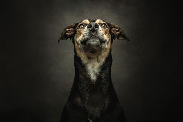 Pet Photoshoot - UK Wide picture