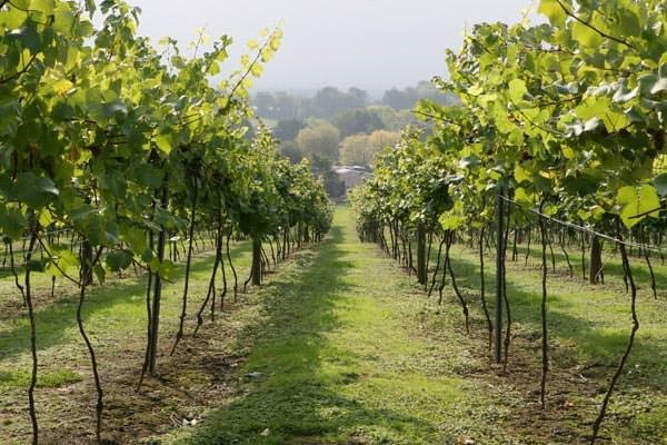 British Vineyard Tour and Tasting with Lunch for Two