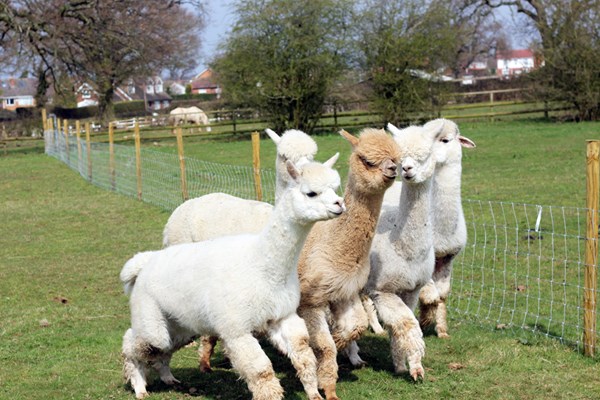 Lucky Tails Alpaca Farm Entry with Alpaca Walk for Two Adults and Two Children