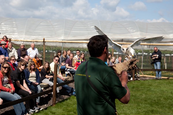 Family Adventure at Millets Farm Falconry Centre from Buyagift