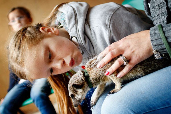 2 for 1 Meerkat Experience for Two at Hoo Zoo & Dinosaur World