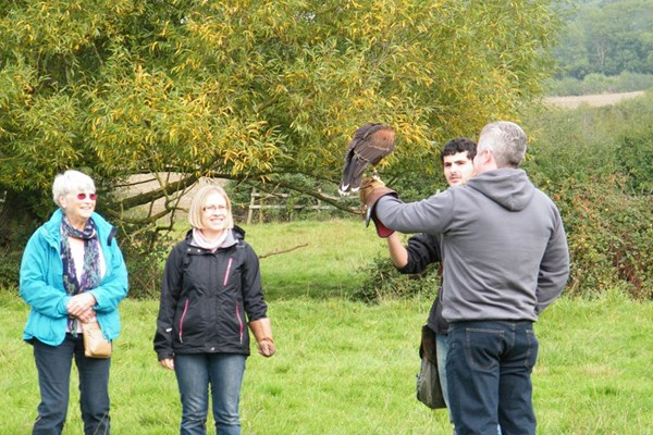 An Afternoon Falconry Experience for One in Gloucestershire