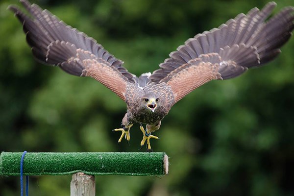 York Bird of Prey Centre. 