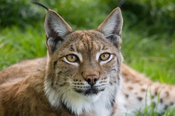 Big Cat Encounter at The Big Cat Sanctuary – Weekends 