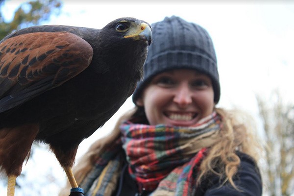 Three Hour Birds of Prey Experience for Two at Hawksflight Falconry picture