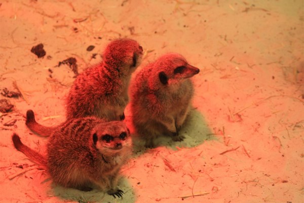 Meet the Meerkats with Park Entry for Two at Ark Wildlife Park