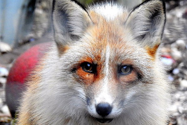 Meet The Red Fox With Park Entry For Two At Ark Wildlife Park From Buyagift