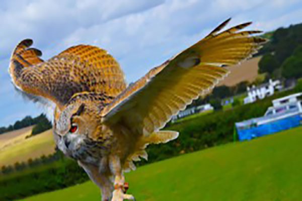 Birds of Prey - The Cornish Birds of Prey Centre