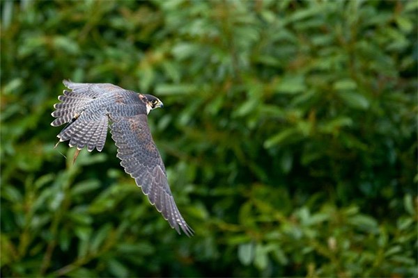 Birds of Prey Experience for Two at North Devon Falconry